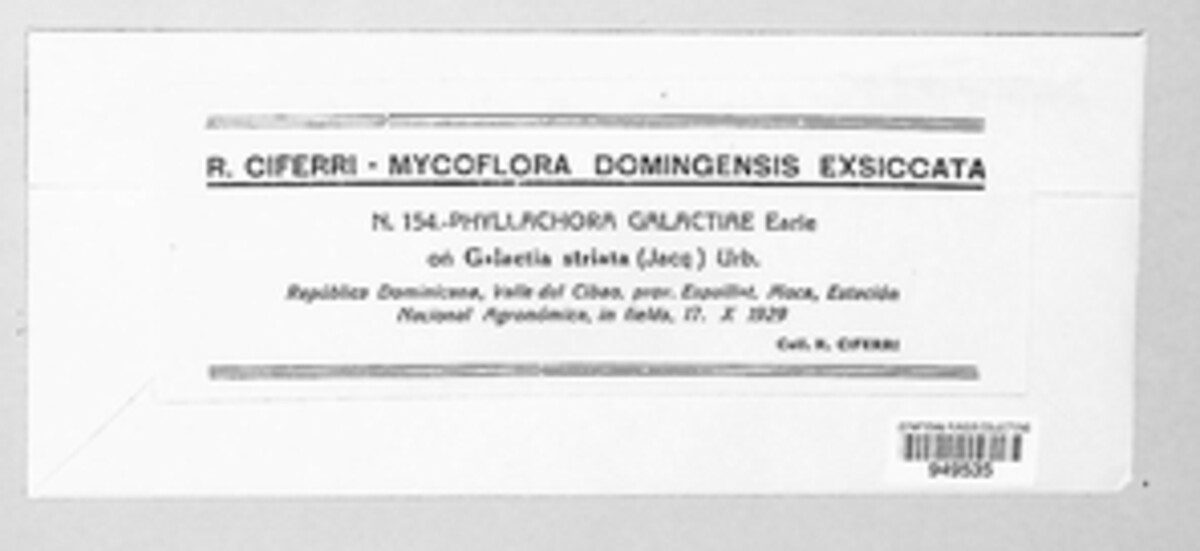 Phyllachora nitens image